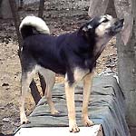 Лилиана - молодая собачка небольшого размера